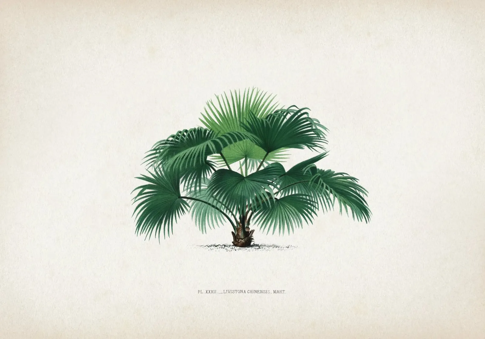Vintage Kerchove 1 Les Palmiers 32 pellicola backlit da Vintage Print Collection