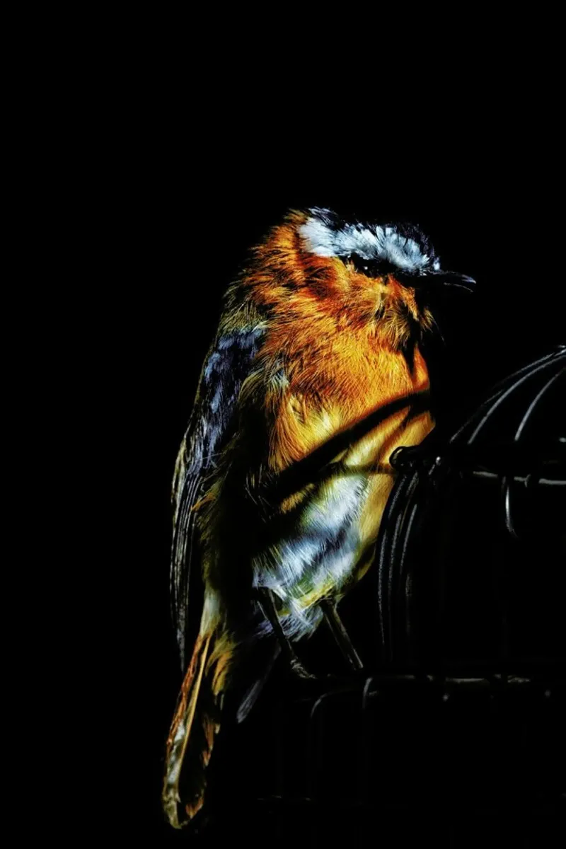 Birds Everywhere 2 pellicola backlit da Günther Egger