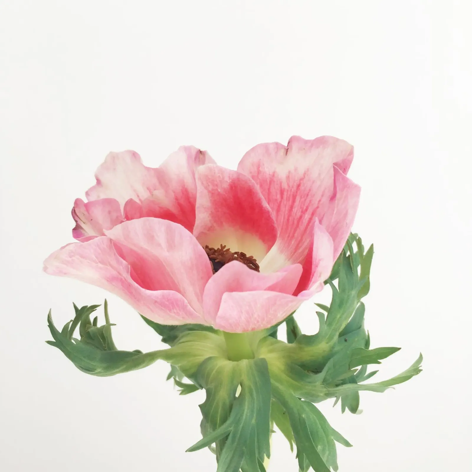 Pink Anemone alu-dibond by Cassia Beck Photography
