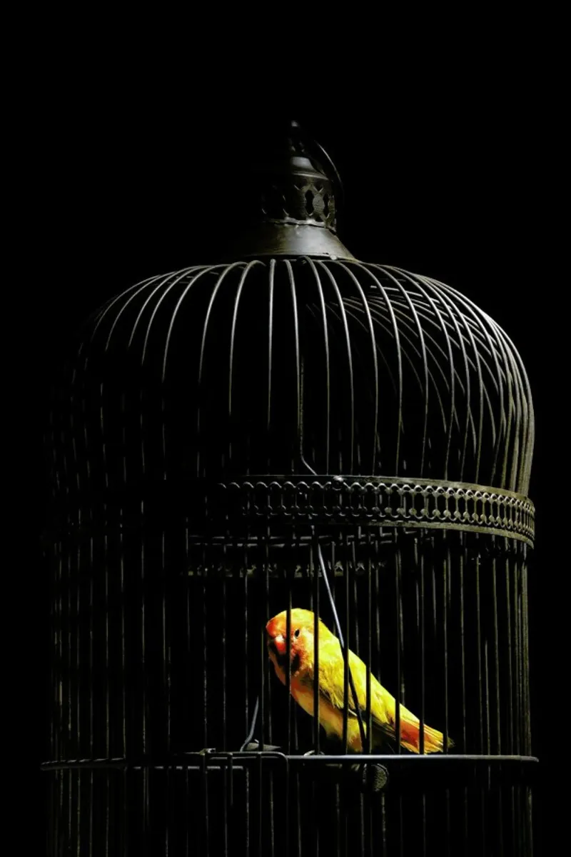 Birds Everywhere 8 pellicola backlit da Günther Egger