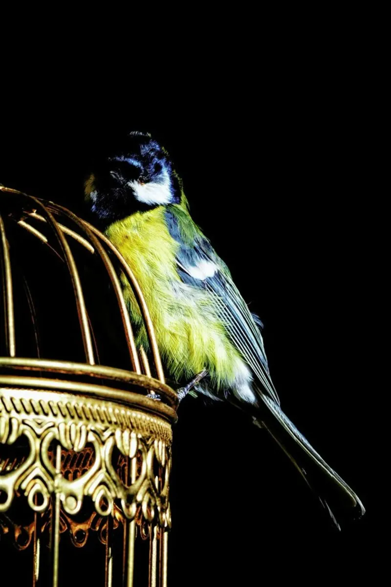 Birds Everywhere 9 pellicola backlit da Günther Egger