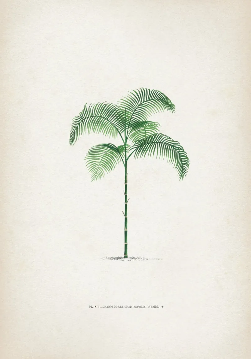 Vintage Kerchove 2 Les Palmiers 13 poster con telaio in legno da Vintage Print Collection