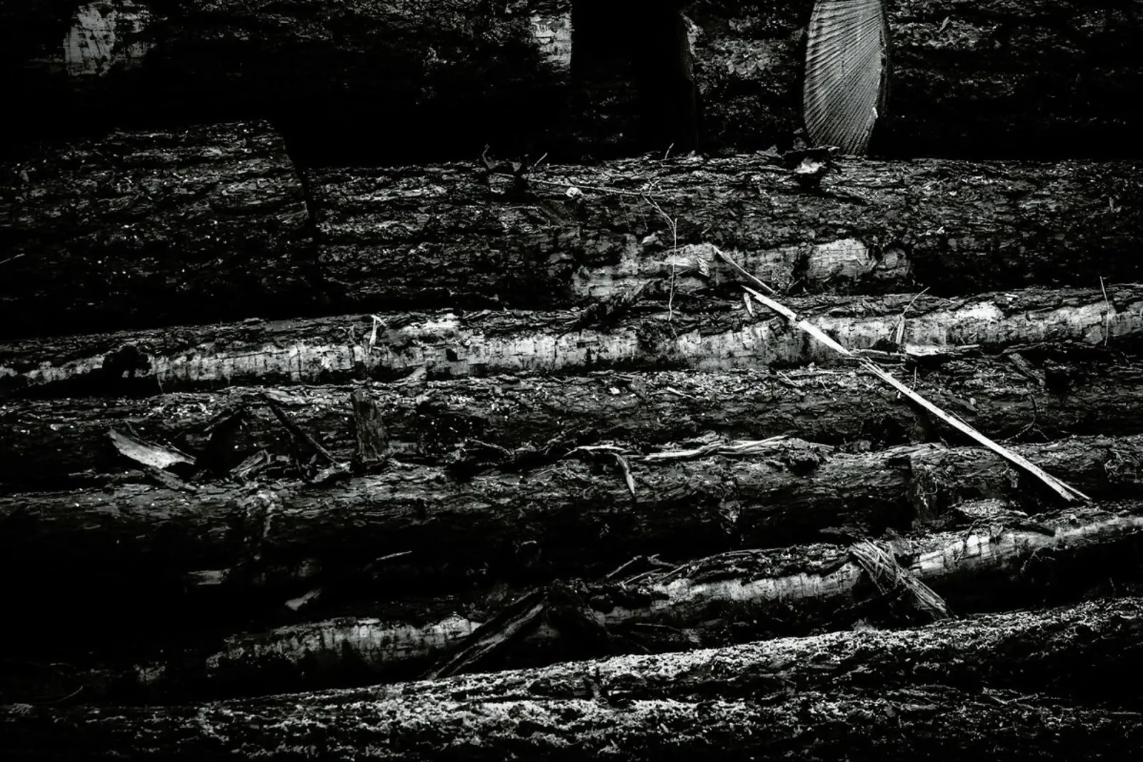 The Logs pellicola backlit da Dustin Janko