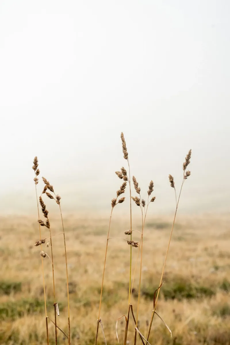Moody Day in the Fields canvas by Henrike Schenk Photography