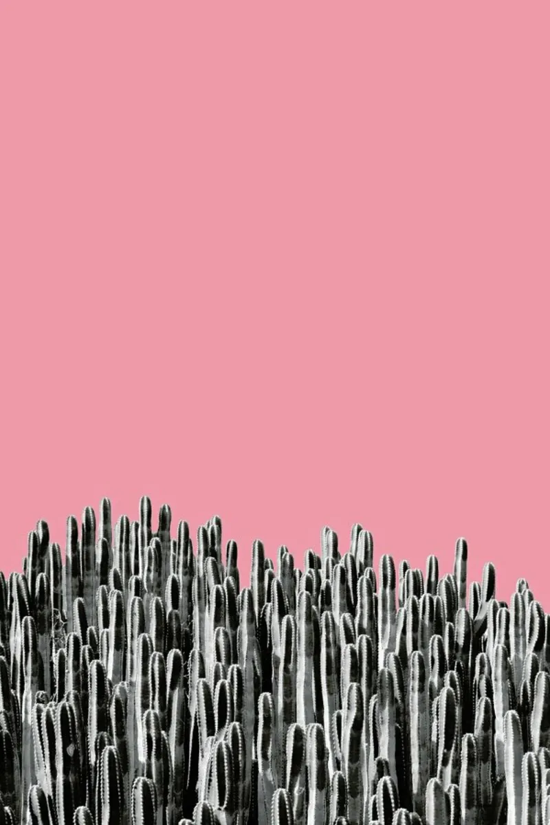 Cacti 02 alluminio dibond da Froilein Juno