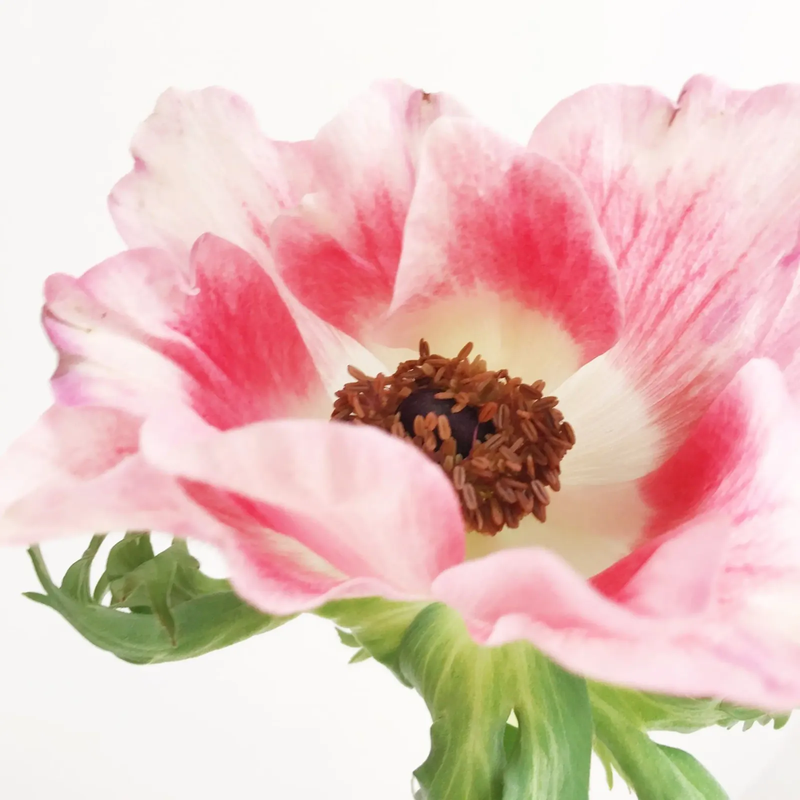Anemone rosa II pellicola backlit da Cassia Beck Photography