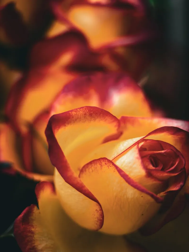 Rote Rosen pellicola backlit da Jonas Klein