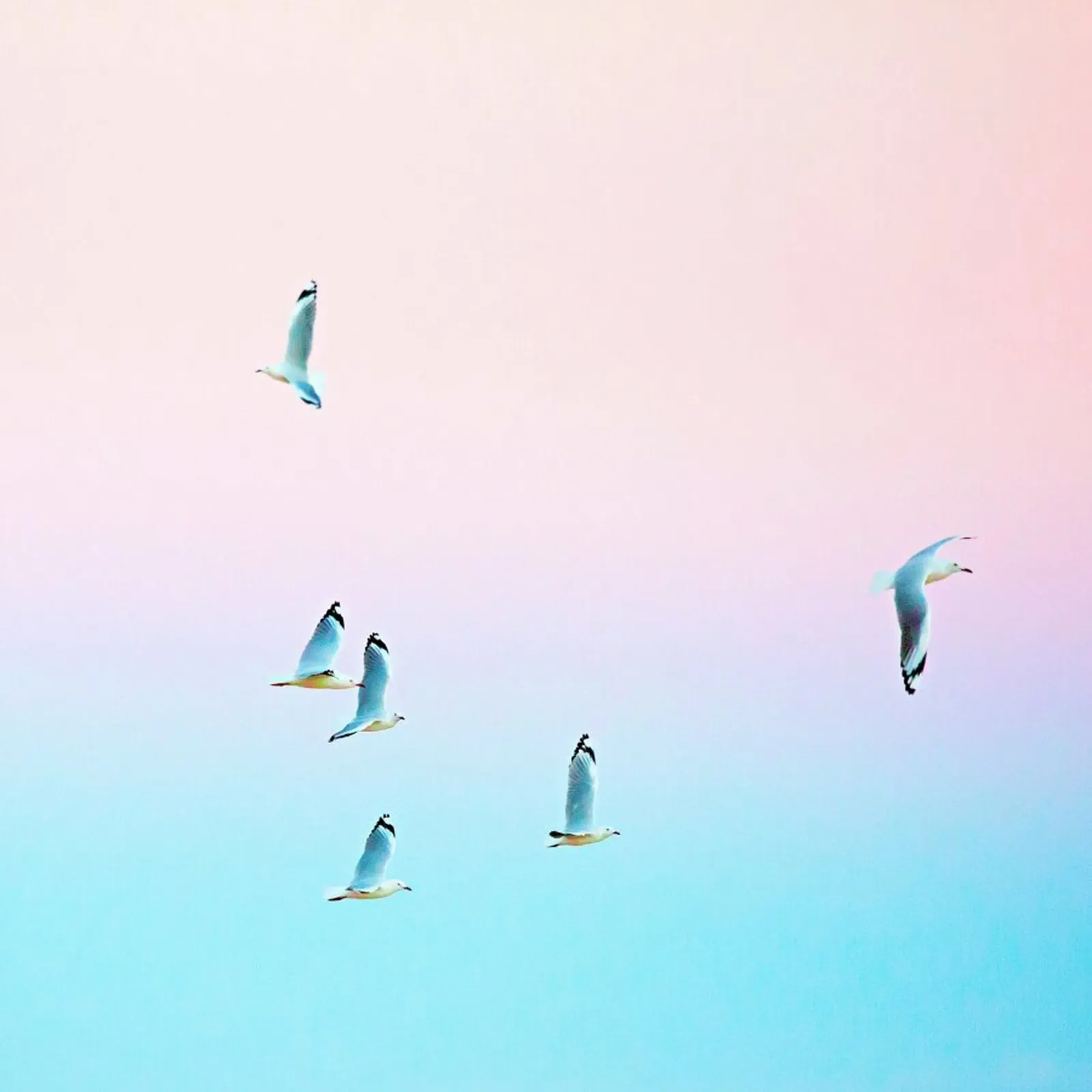 Pastgulls pellicola backlit da Charlotte Curd