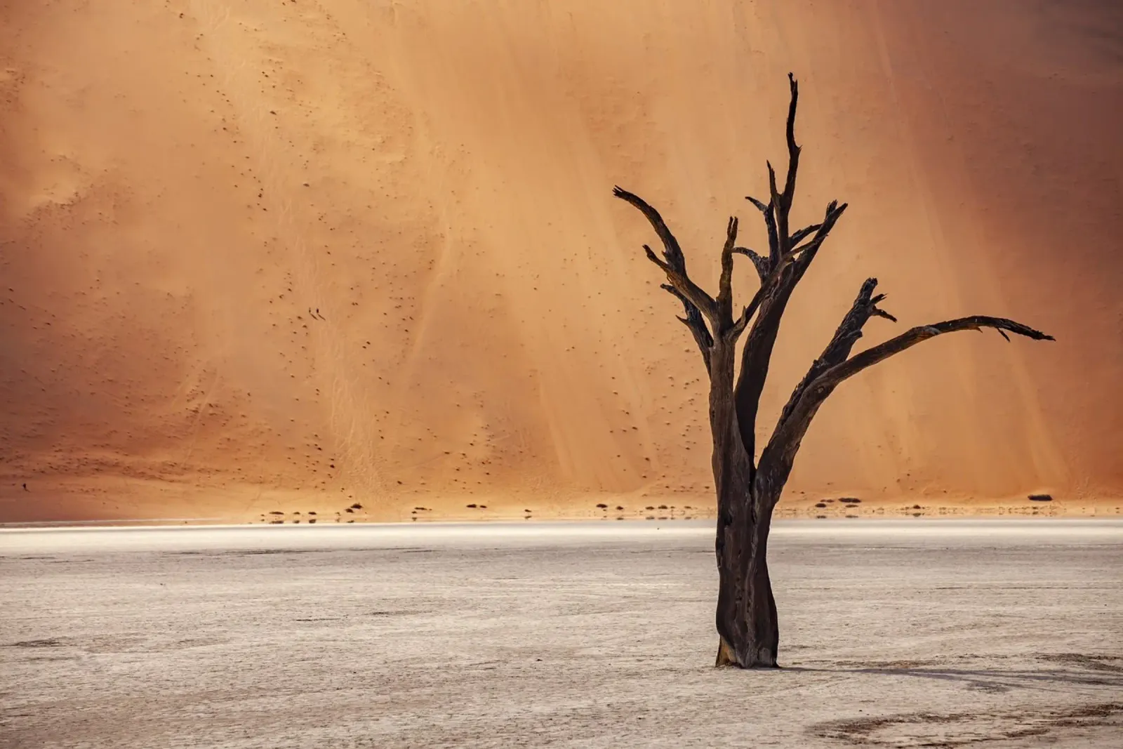 Deadvlei Namibia pellicola backlit da Reisefotografie - Bilder aus aller Welt