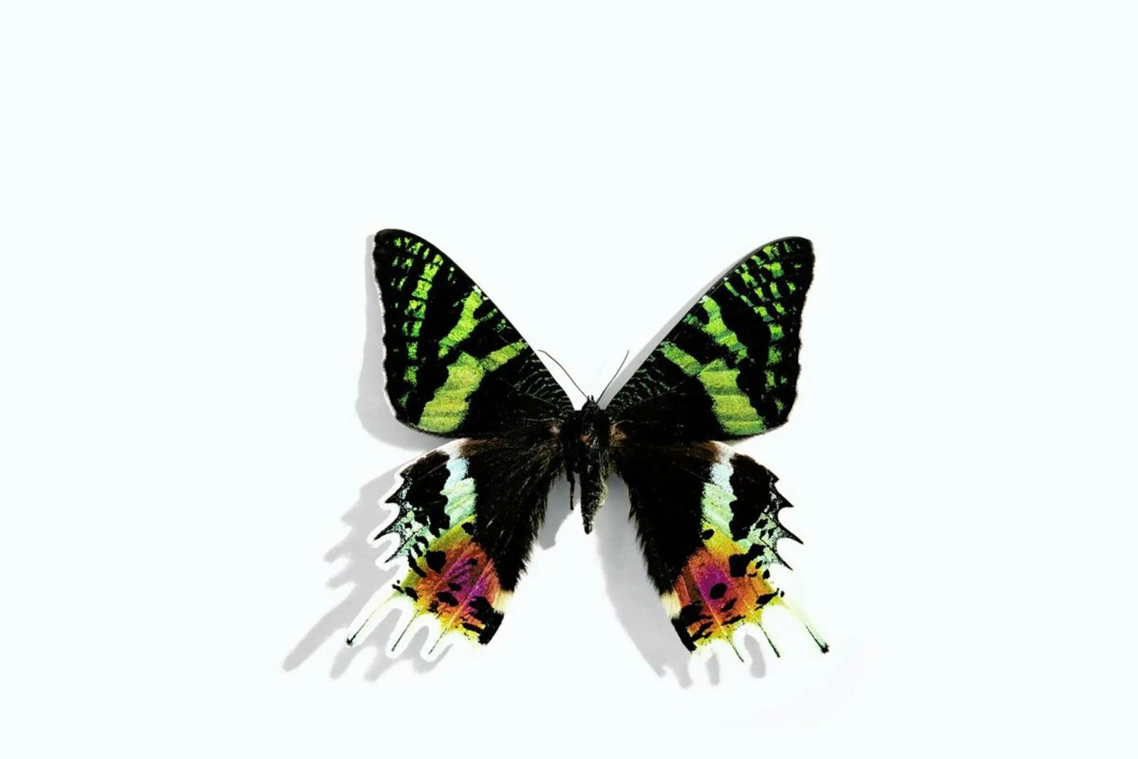 Butterflies 8 Poster von Günther Egger