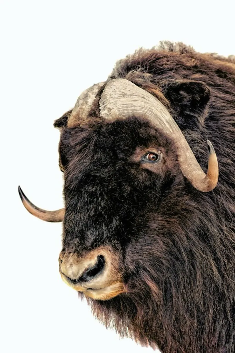 Majestic Power: Poster con testa di bisonte carta hahnemühle da Curious Collections by Marielle Leenders