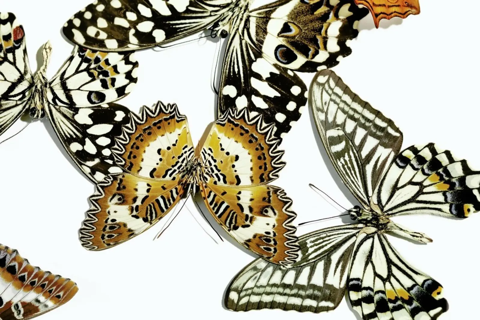 Butterflies 9 hahnemühle by Günther Egger
