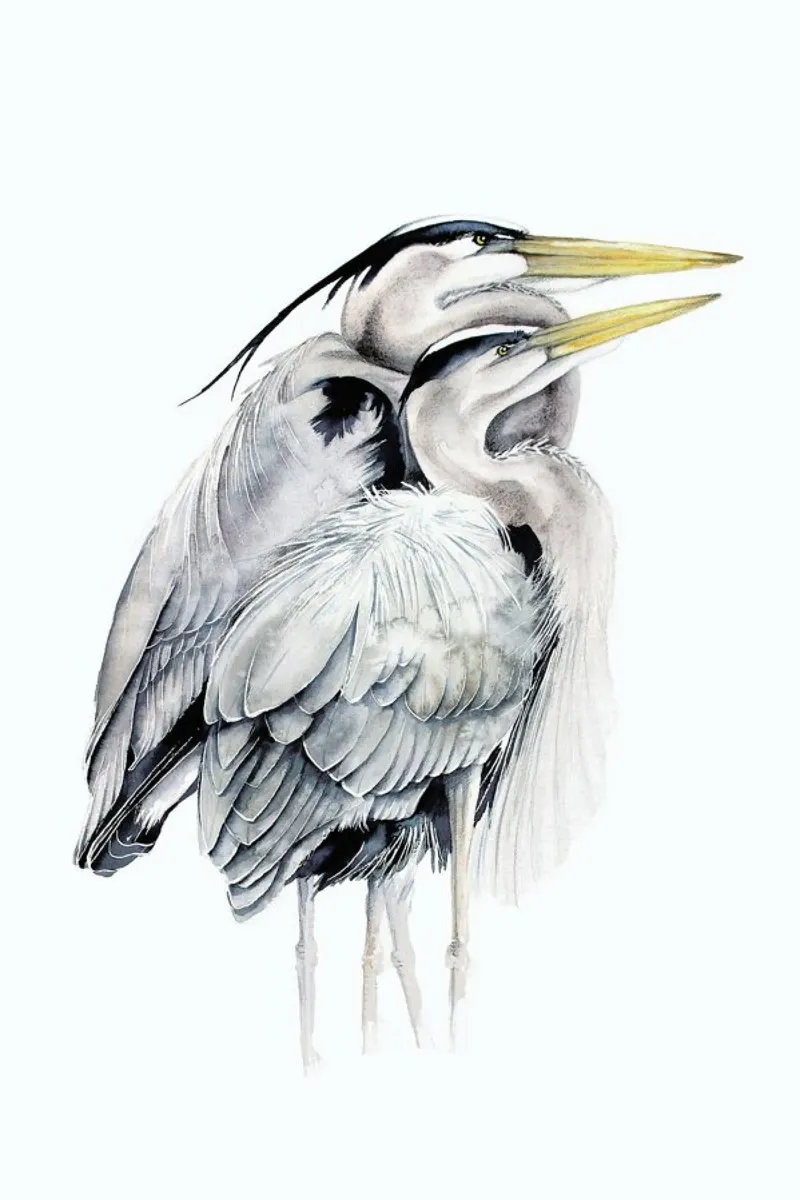 Grey Herons carta hahnemühle da Karolina Kijak