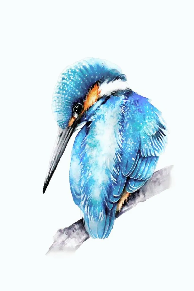 Kingfisher on the branch carta hahnemühle da Karolina Kijak
