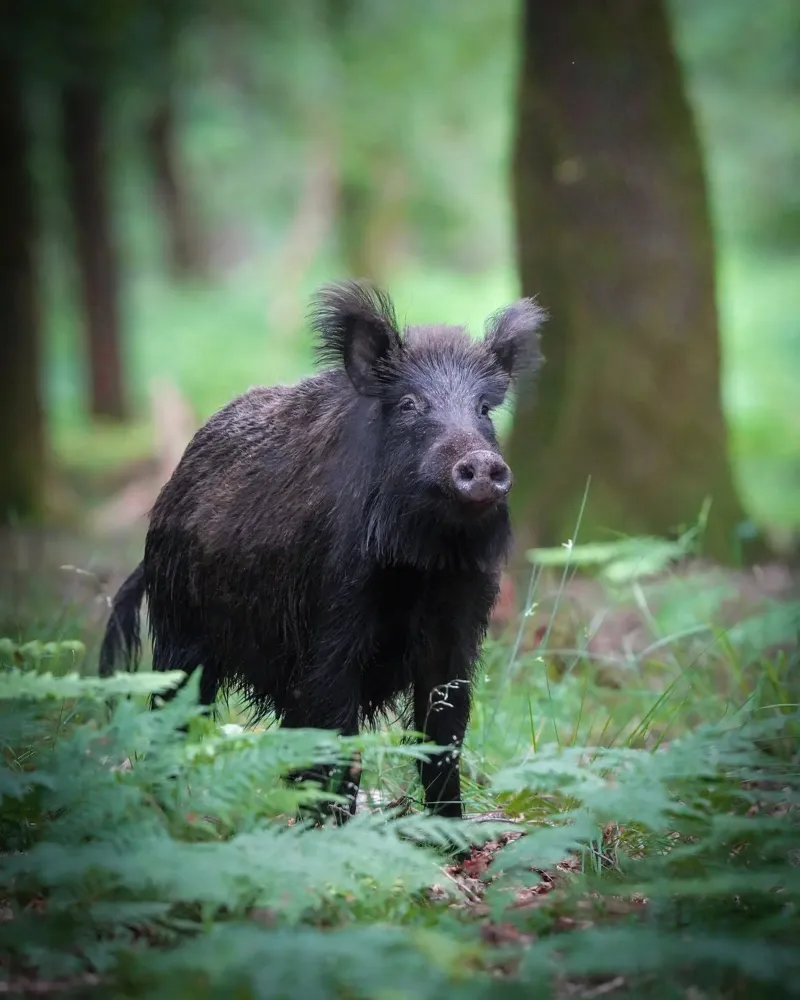 Cinghiale pellicola backlit da Tom's Wildlife
