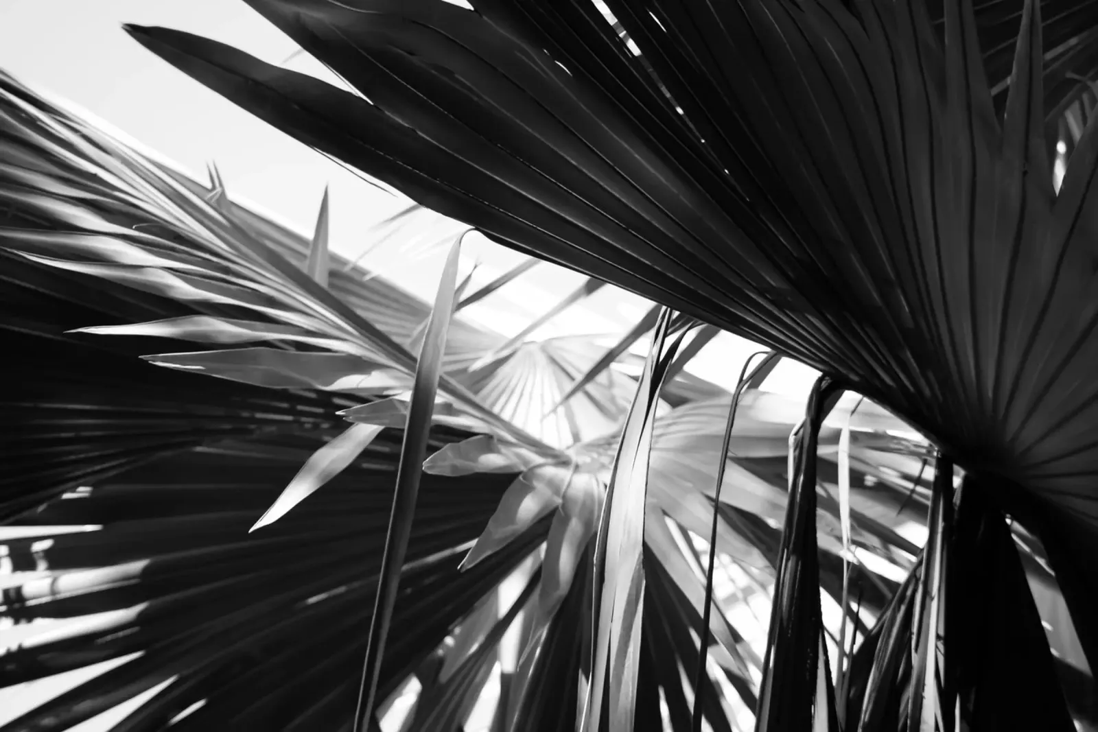 Black and White Palms Leaves pellicola backlit da Léa Lefebvre Photography