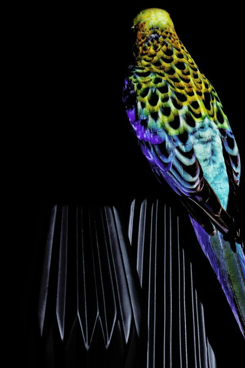 Birds Everywhere 20 pellicola backlit da Günther Egger