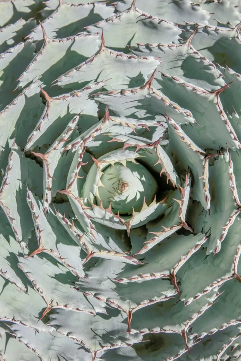 Agave pellicola backlit da Shot By Clint