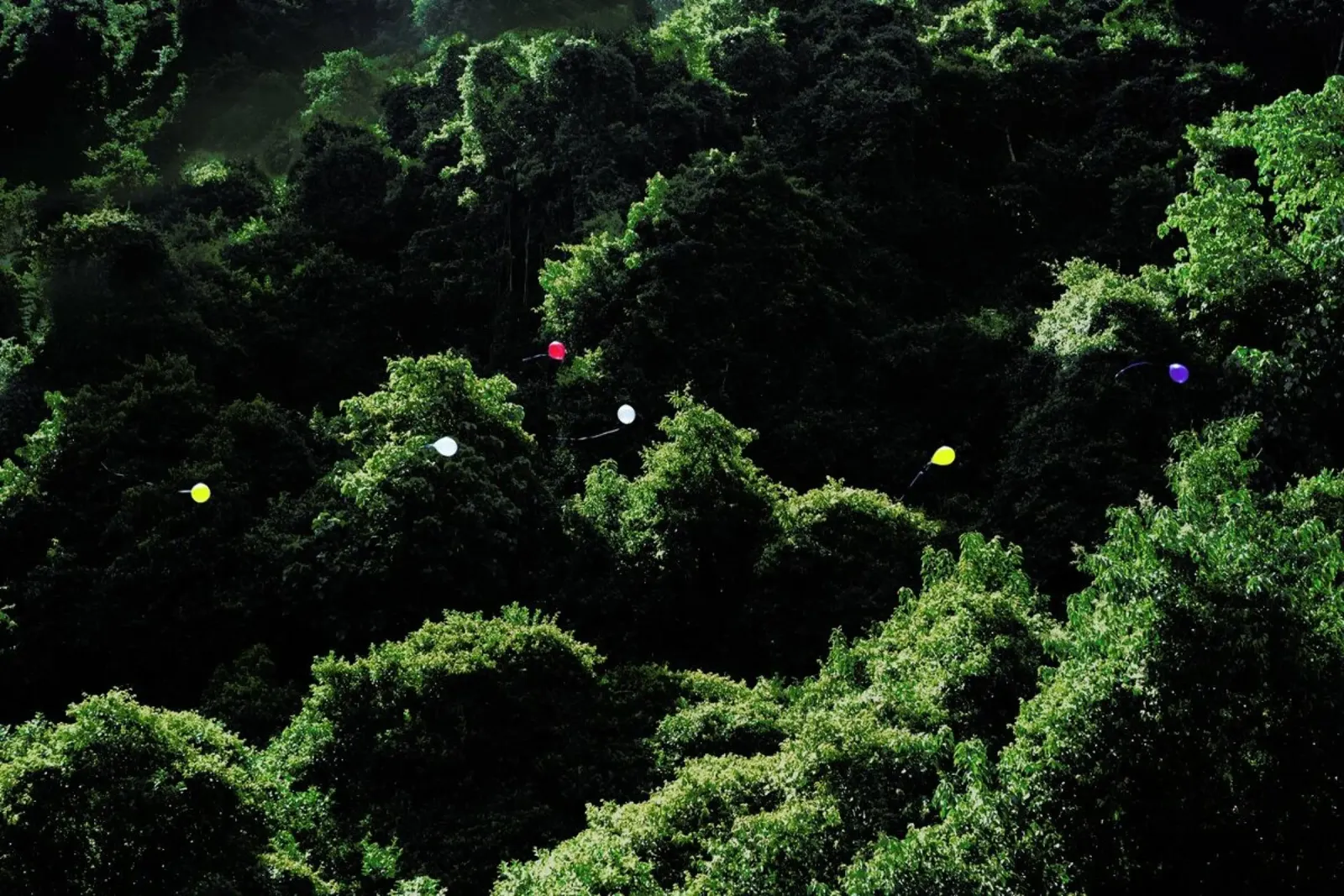 Balloons in the Jungle pellicola backlit da Julian Wolkenstein