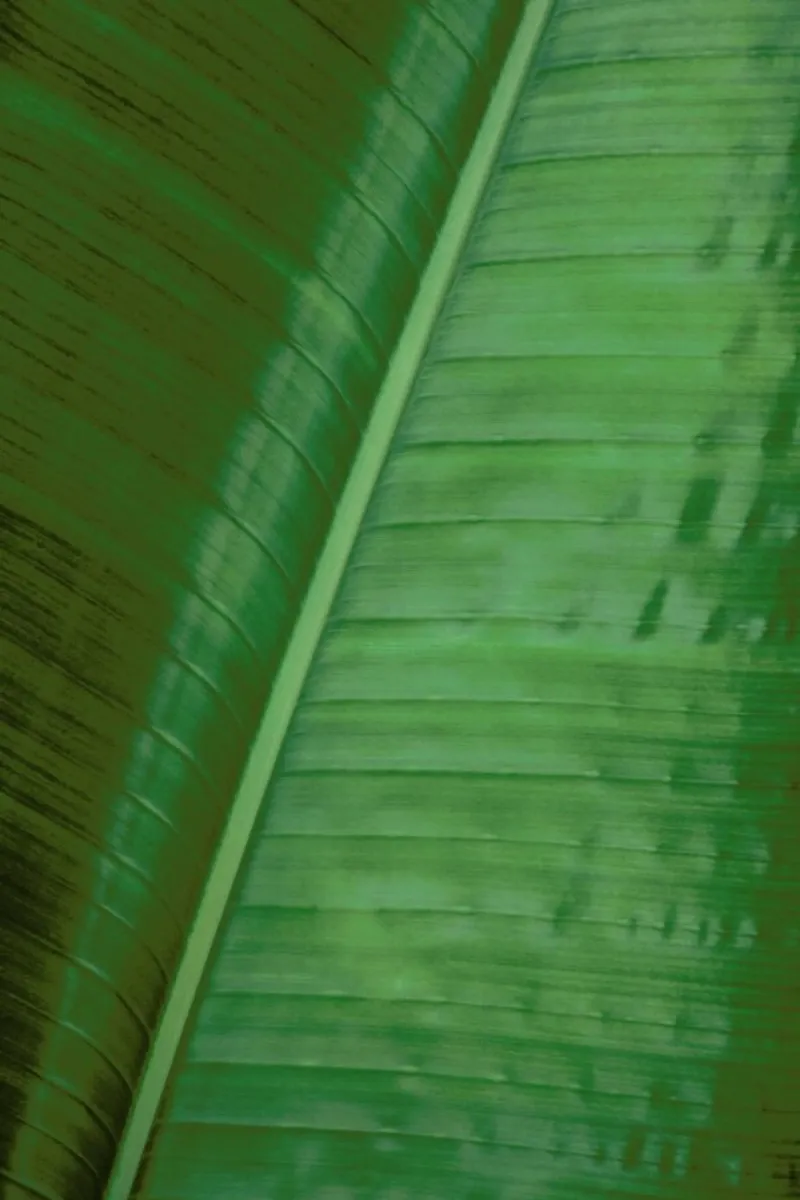 Green Banana carta hahnemühle da Studio Nahili