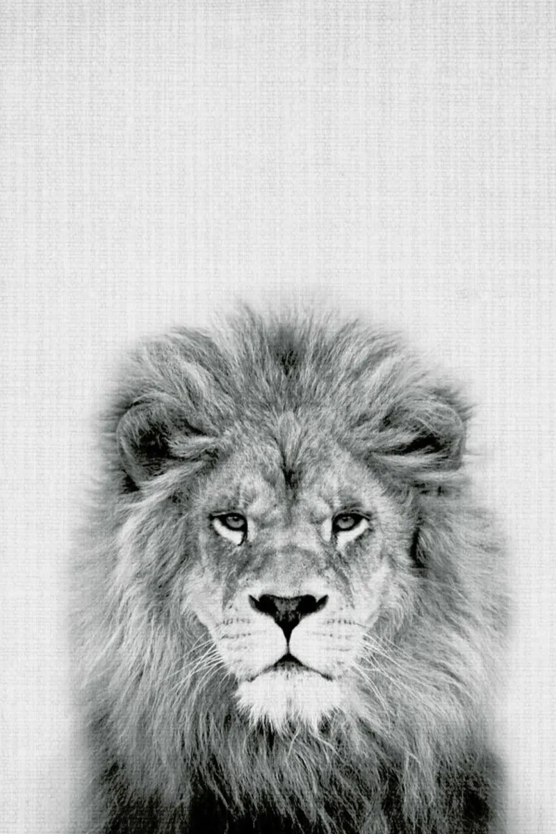 Lion pellicola backlit da Lila x Lola