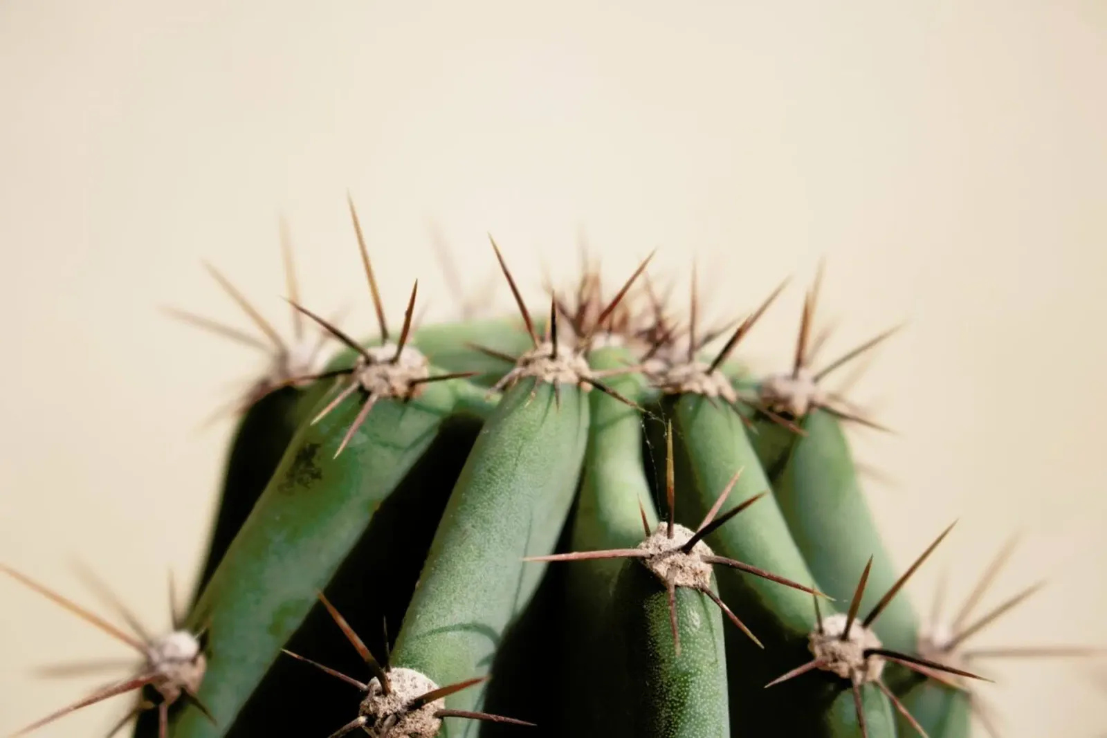 Cactus 02 pellicola backlit da Marc Schulthess