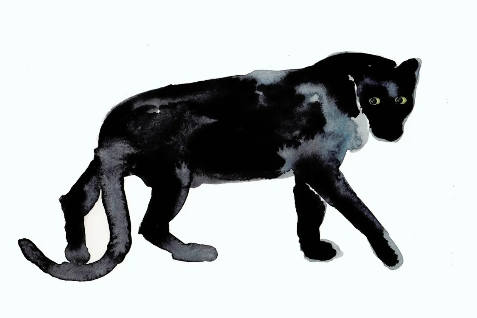 Panther pellicola backlit da Farina Kuklinski