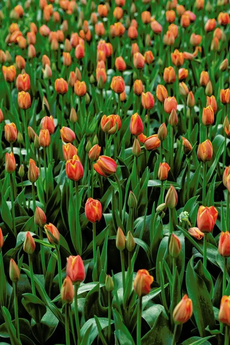 Tulip Field Orange pellicola backlit da Curious Collections by Marielle Leenders