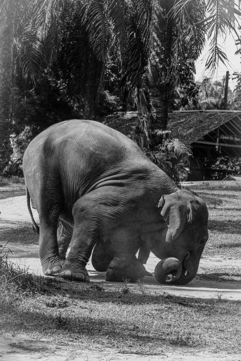 Elephant pellicola backlit da G.W