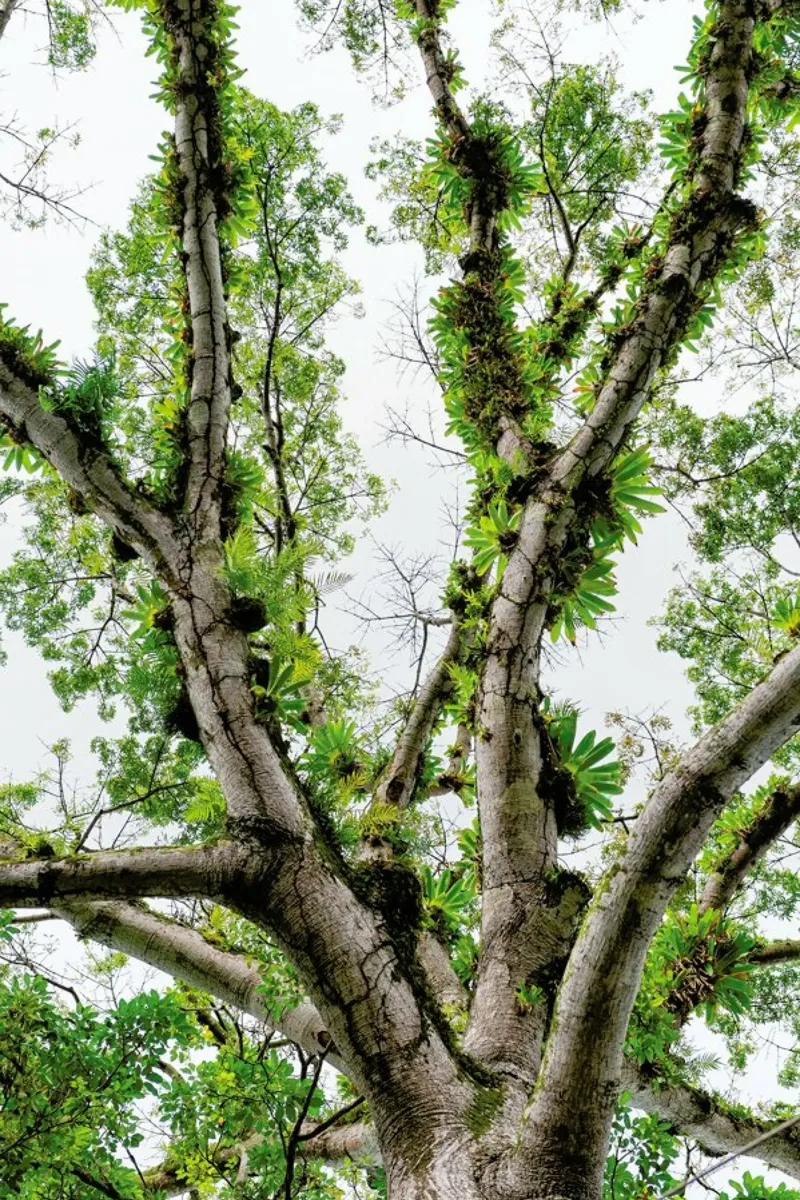 Jungle Tree pellicola backlit da Curious Collections by Marielle Leenders