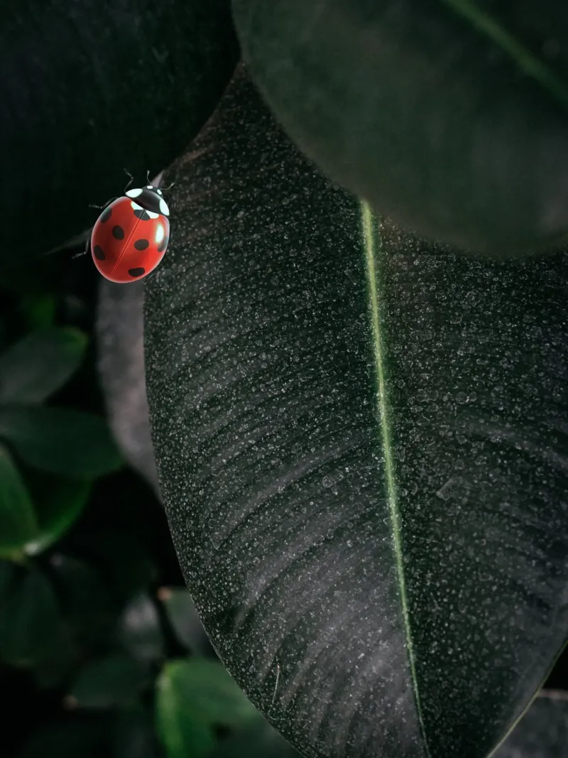 Red ladybug carta hahnemühle da LisaArtes