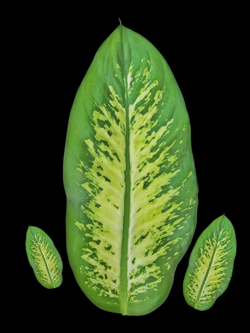 Large green leaf poster con marco de plástico de LisaArtes