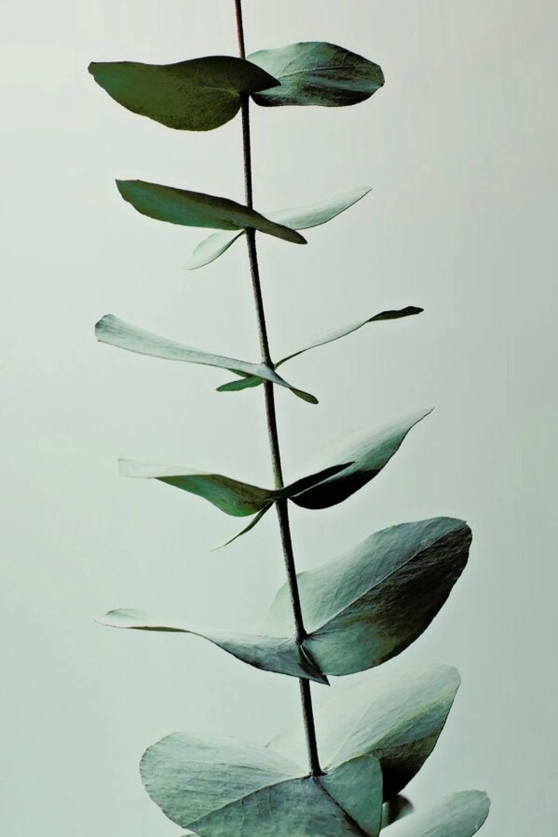 Eucalyptus Green Poster von Monika Strigel