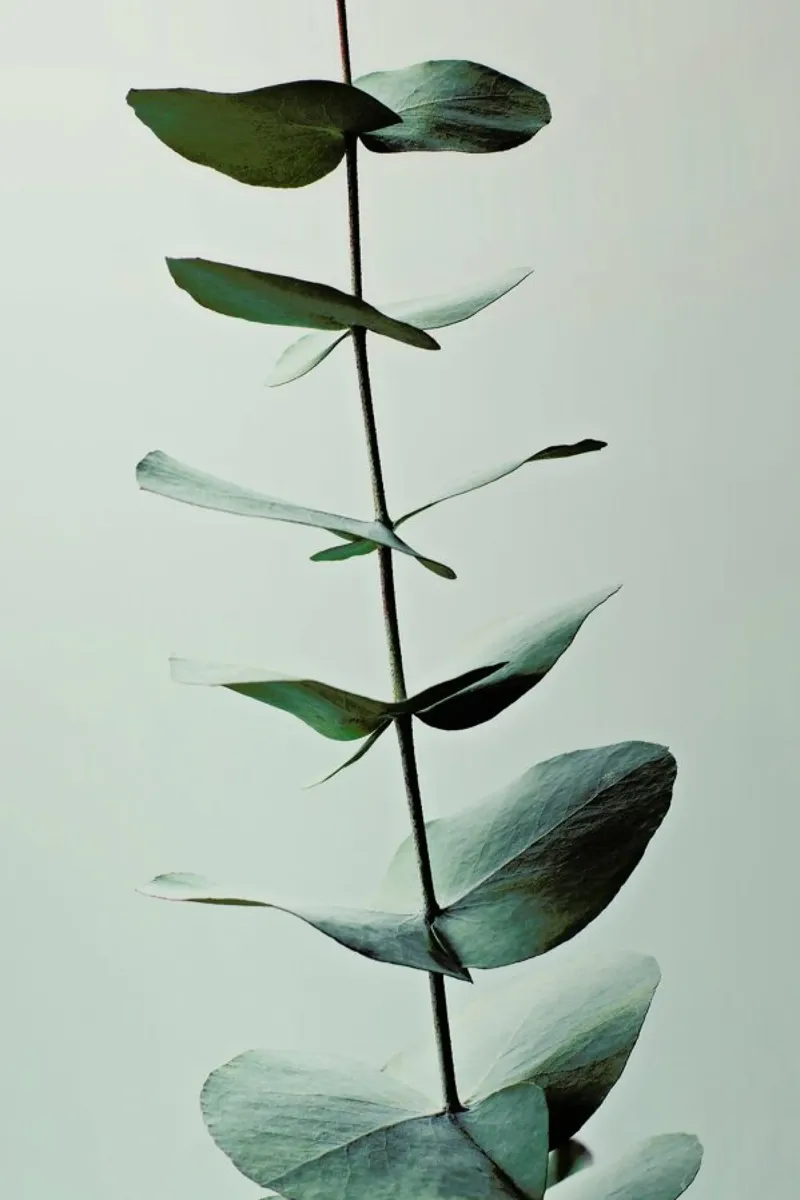 Eucalyptus Green pellicola backlit da Monika Strigel