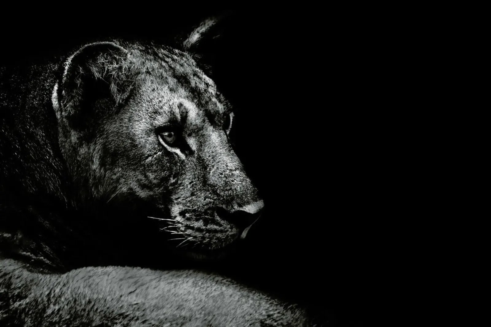 Lion - Wild Photo Art forex plate by Pictufy