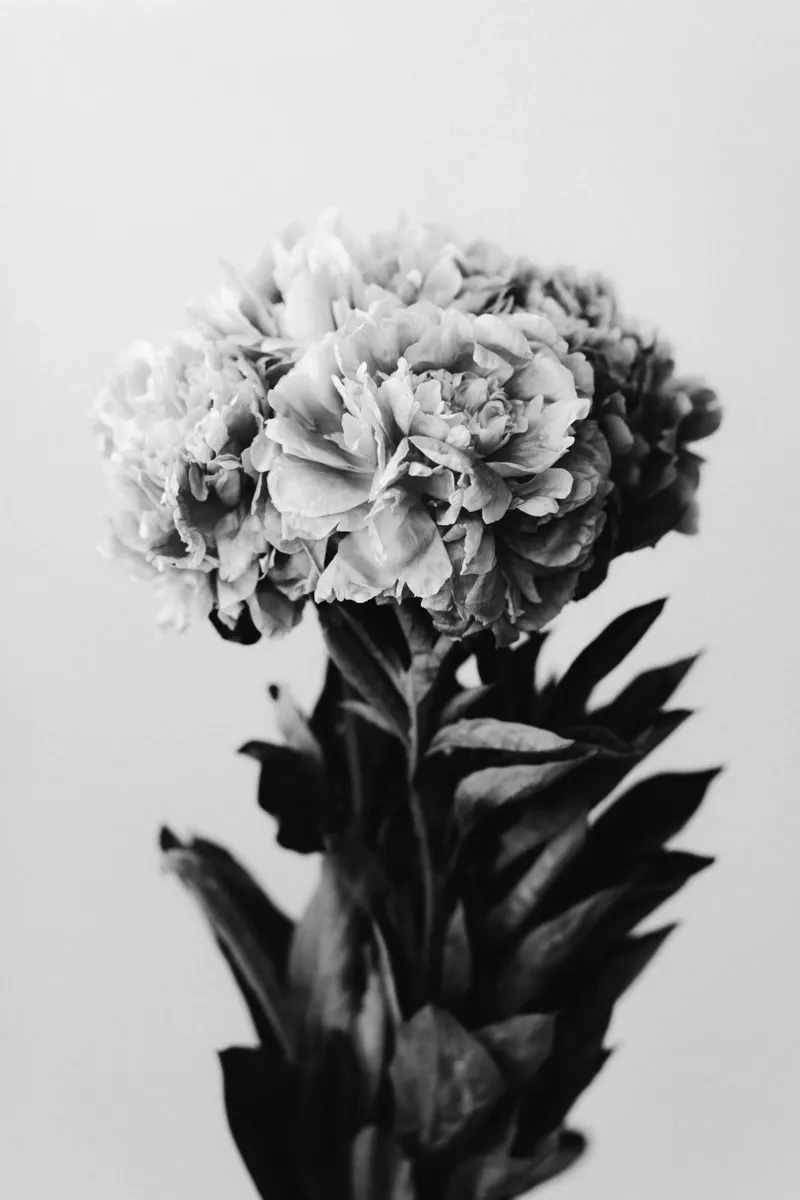 Peony poster con telaio in alluminio da selfieswithlove