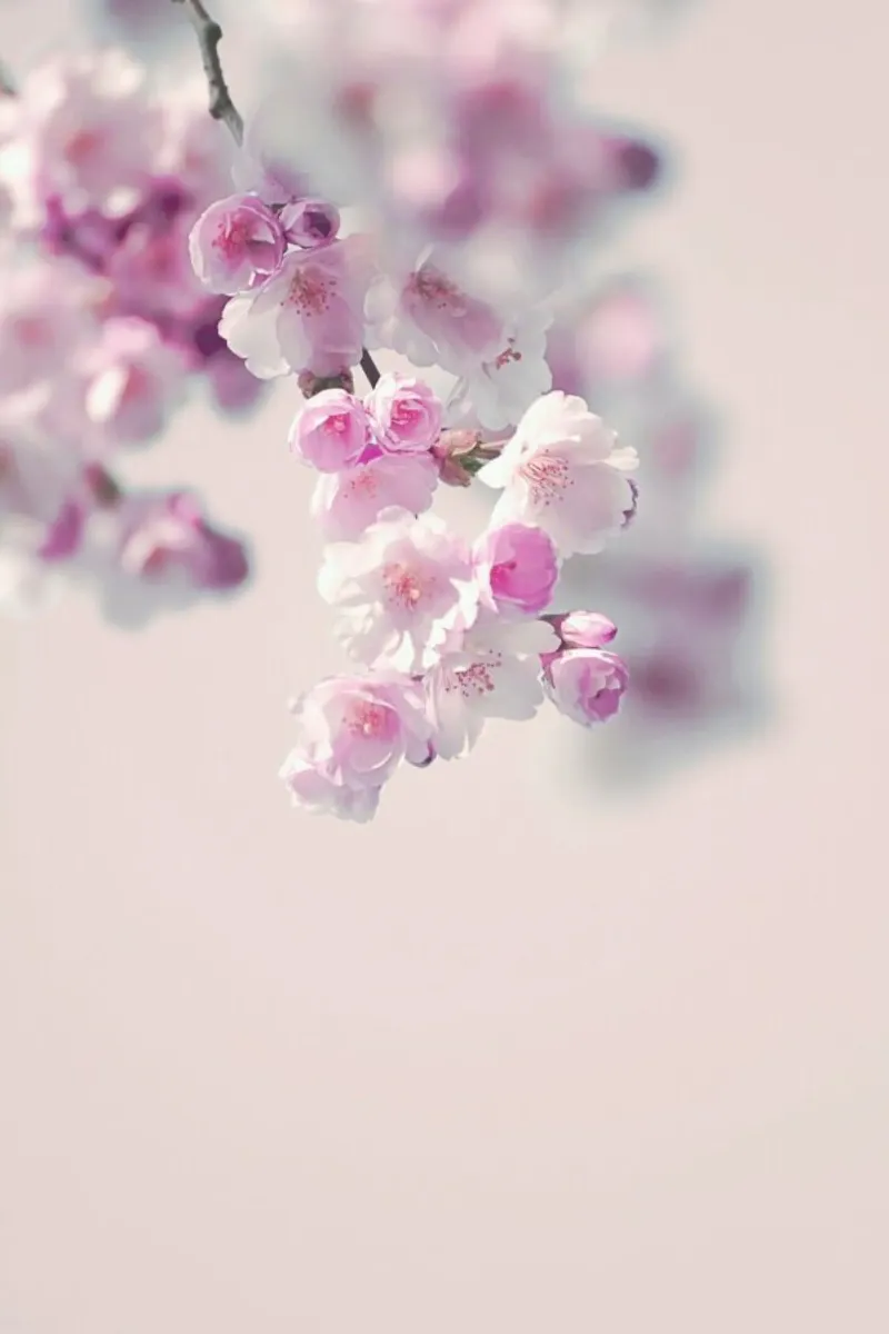 Pastel Rose Cherry II poster con telaio in legno da Monika Strigel