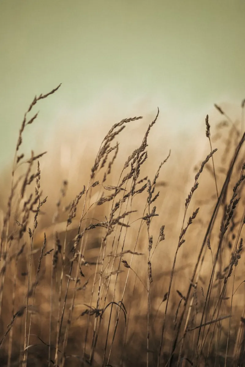 Pretty Field carta hahnemühle da selfieswithlove