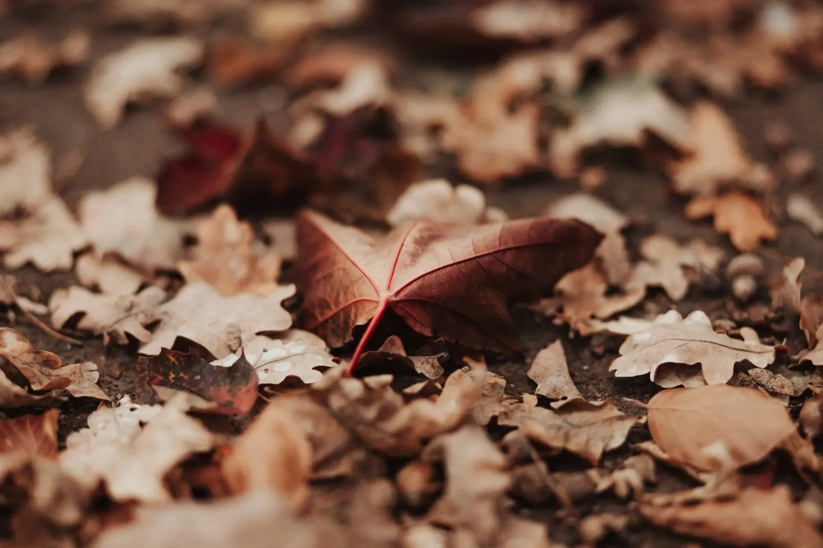 Fallen Leaves carta hahnemühle da selfieswithlove