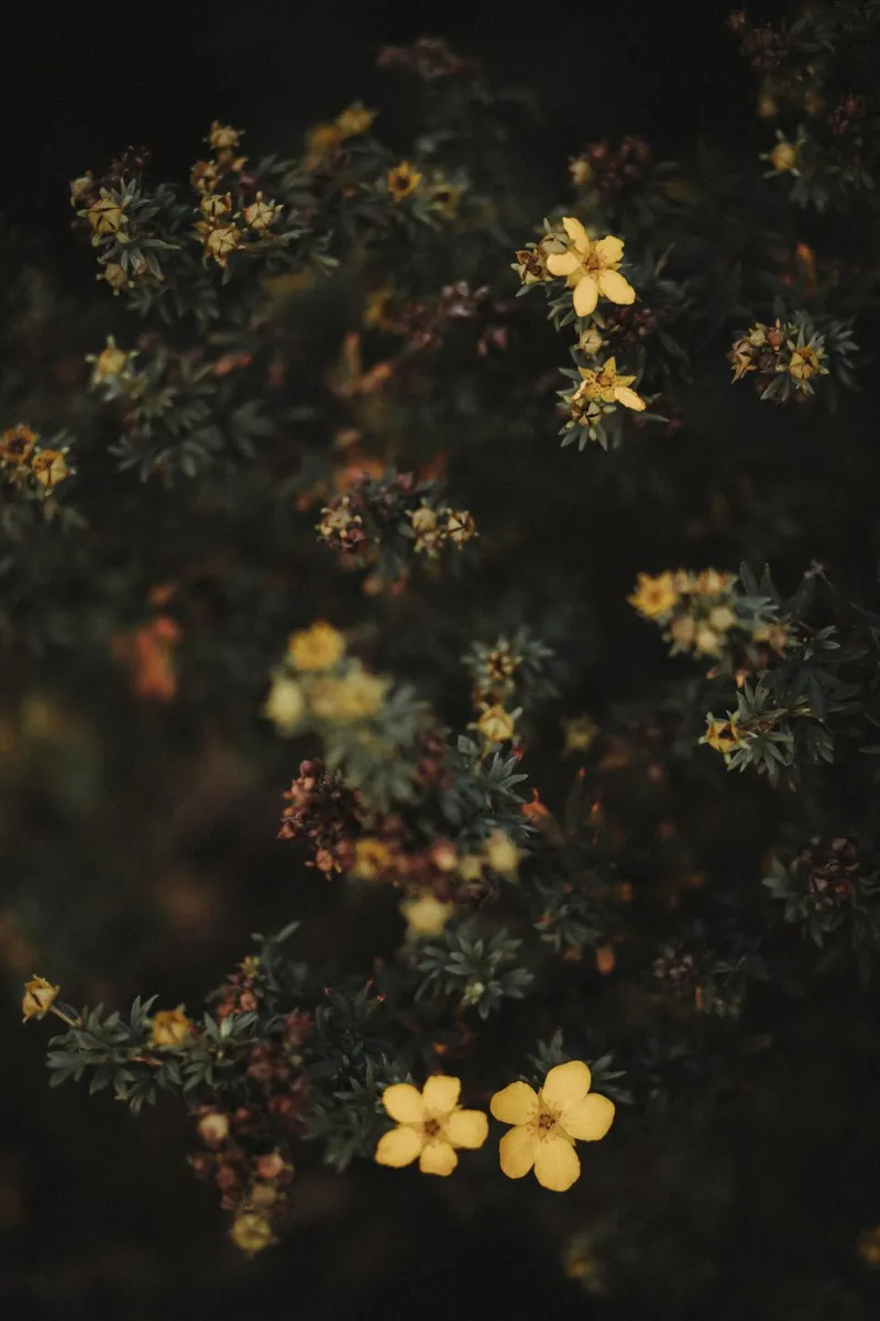 Moody Flowers Pt. I poster da selfieswithlove