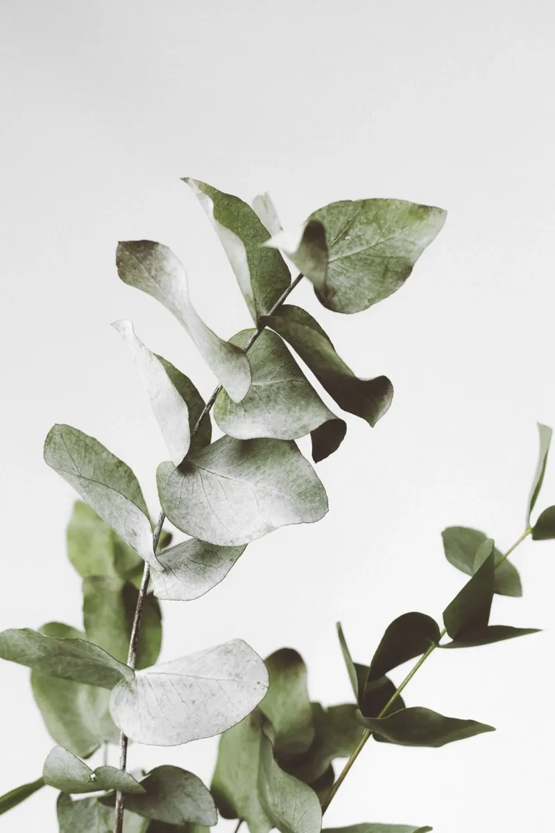 Eucalyptus Pt. I alluminio dibond da selfieswithlove