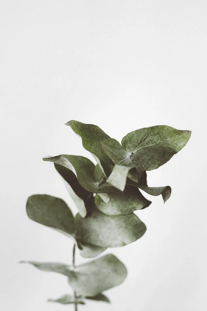 Eucalyptus Pt. II plexiglass da selfieswithlove