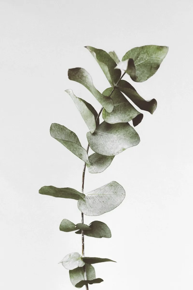 Eucalyptus Pt. III carta hahnemühle da selfieswithlove