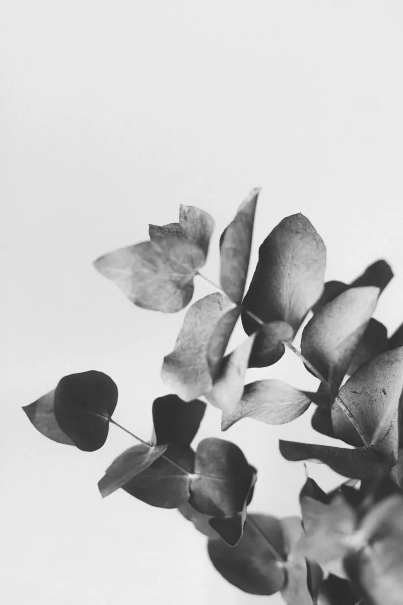 Eucalyptus Pt. IV plexiglass da selfieswithlove