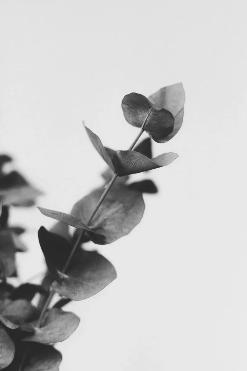 Eucalyptus Pt. V plexiglass da selfieswithlove