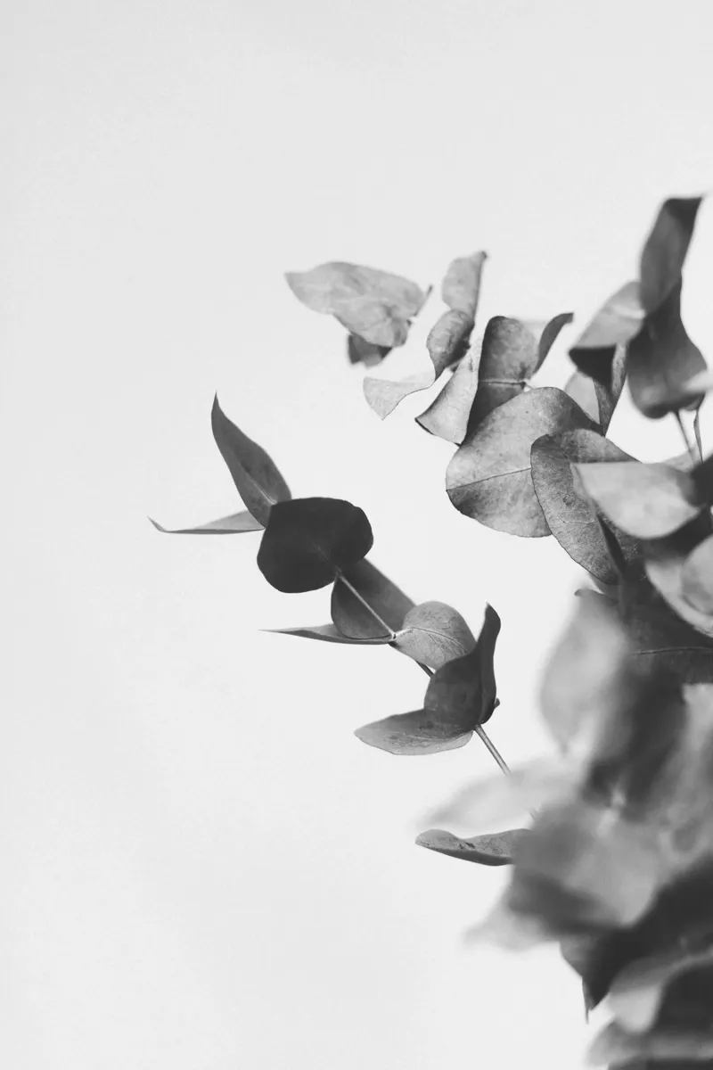 Eucalyptus Pt. VI plexiglass da selfieswithlove