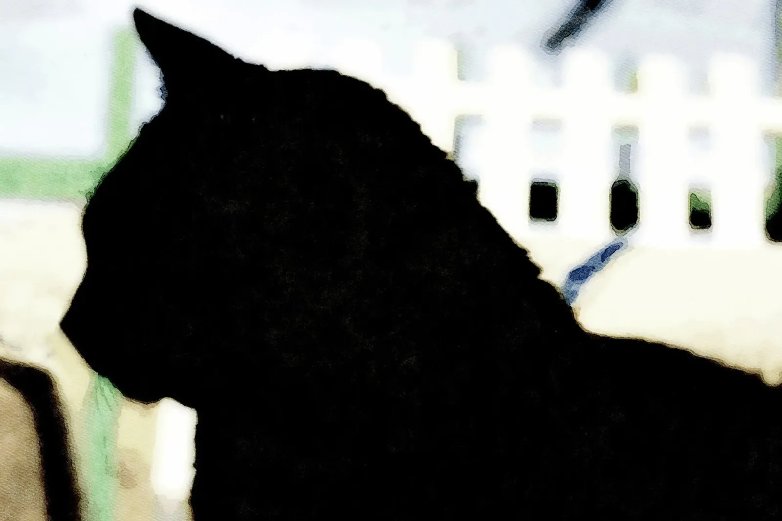 Gatto nero pellicola backlit da Massimo Frascogna