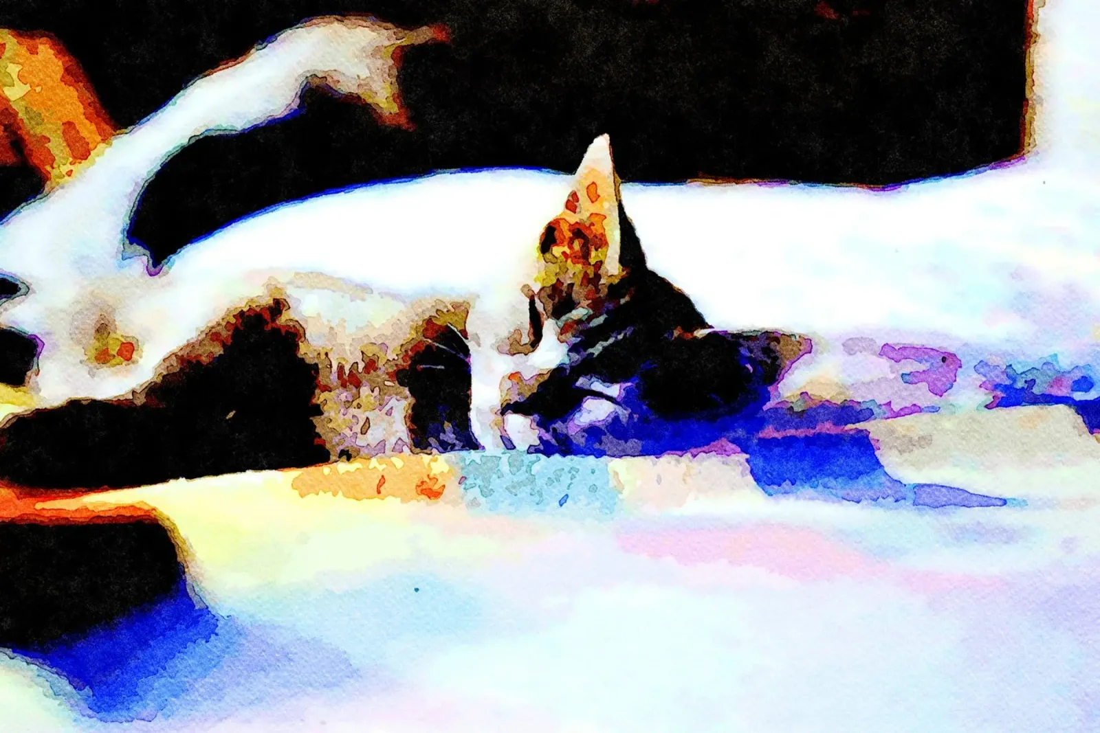 Gatto che dorme pellicola backlit da Massimo Frascogna