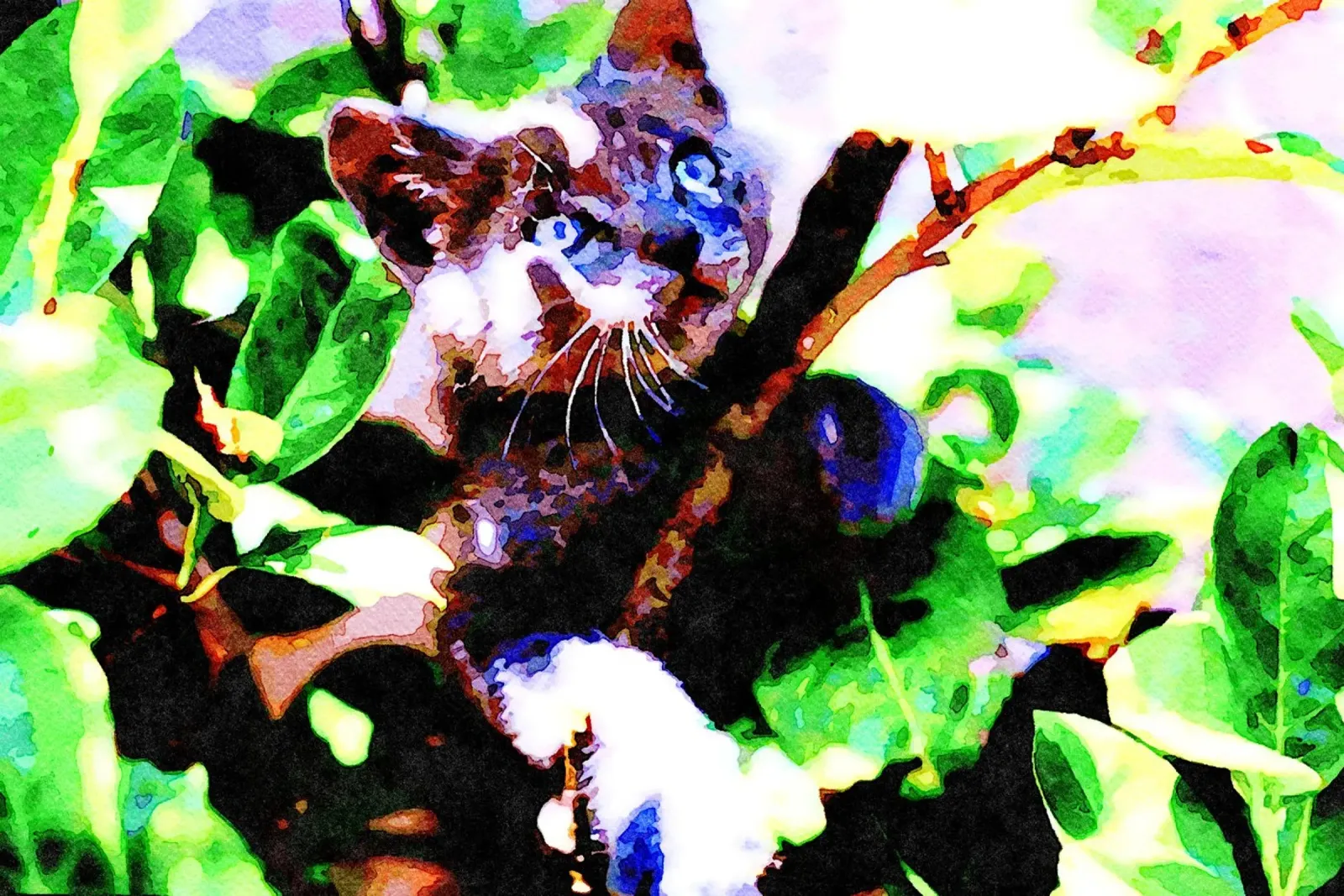 Chaton dans le vert hahnemühle de Massimo Frascogna