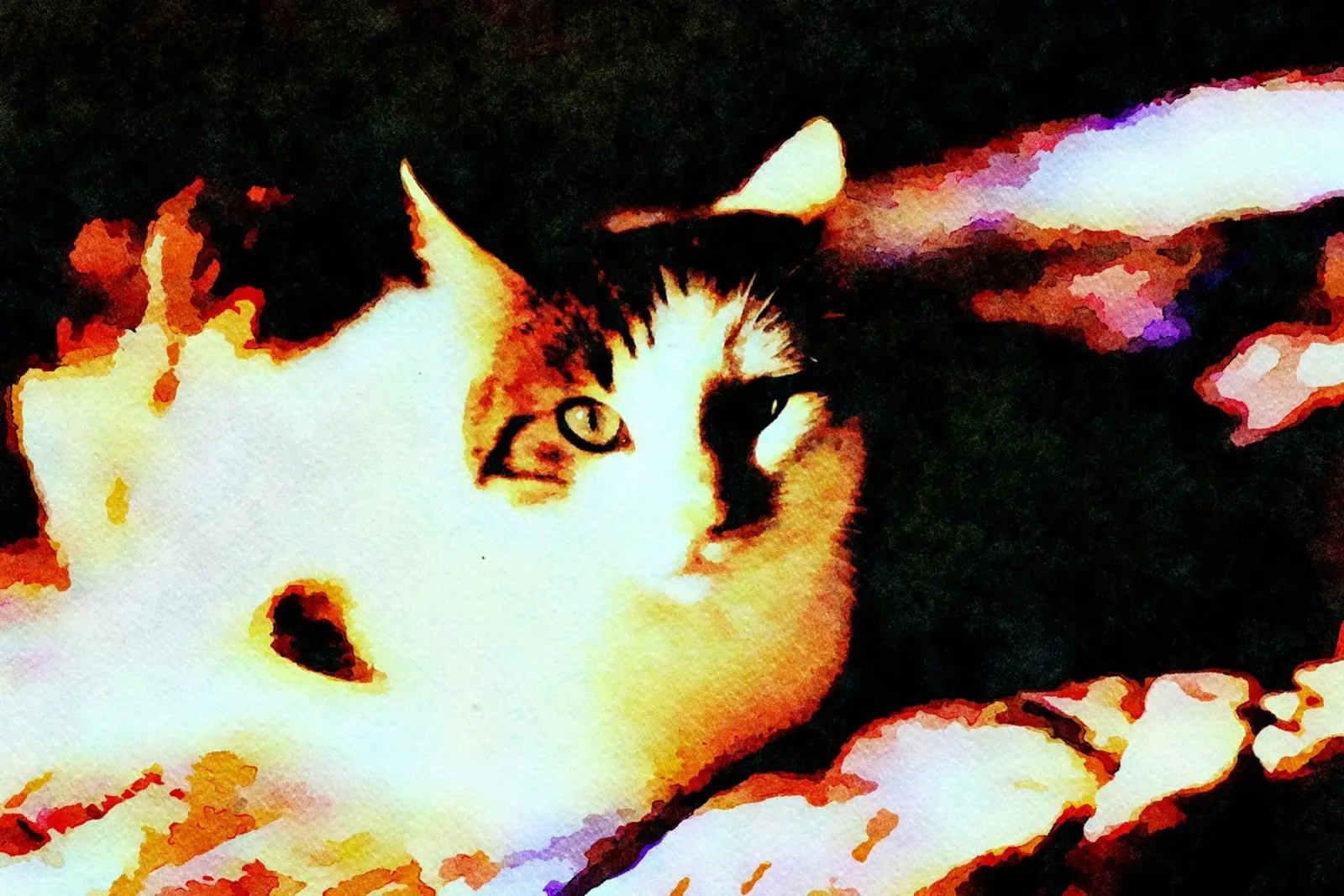 Gatto che si rilassa pellicola backlit da Massimo Frascogna